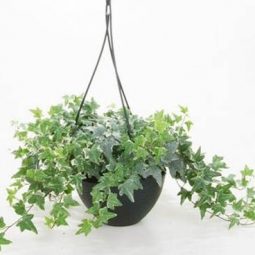 Cây Thường Xuân - Xanh Mát Không Gian - Thanh Lọc Không Khí