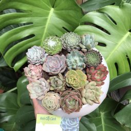 Combo 15 Cây Sen Đá Mix Loại Và Màu