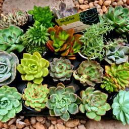 Combo 20 cây Sen Đá